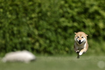 Lure coursing